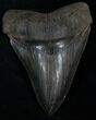 Gorgeously Serrated Megalodon Tooth #8369-1